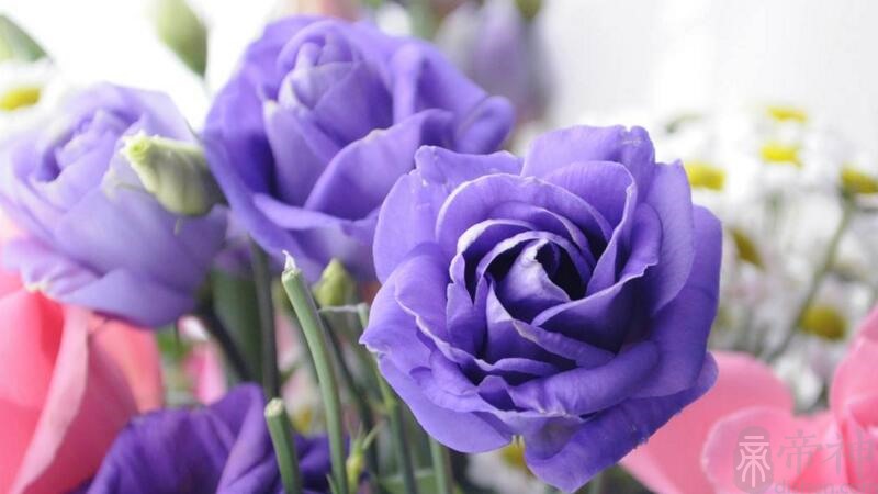 紫色玫瑰花语