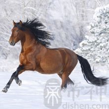 属马的今年多大,按今年农历推算属马的虚岁如下