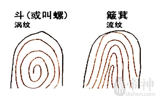 指纹斗和簸箕的说法图解