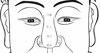 鼻子又可以分成四等份,从两眼之中的印堂起,依续而下为山根,年上,寿上