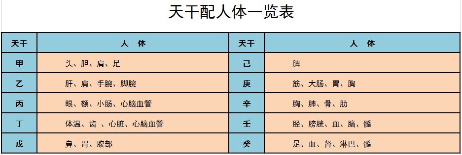 天干地支配人体