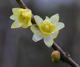 家里养梅风水不吉利(家里养梅花风水好不好)