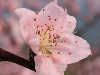 怎么样有桃花运