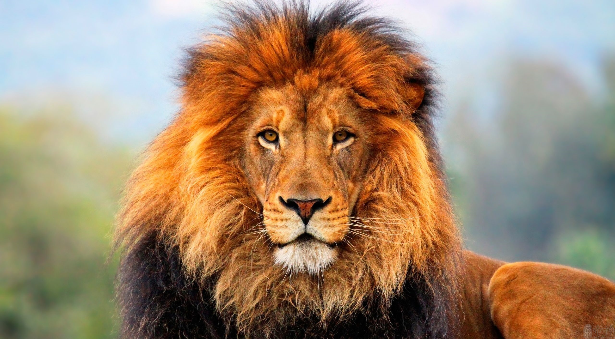 梦见狮子 雄狮周公解梦,梦见狮子 雄狮是什么意思?