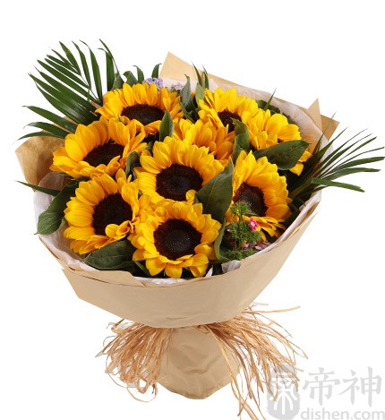 sunflower花语图片