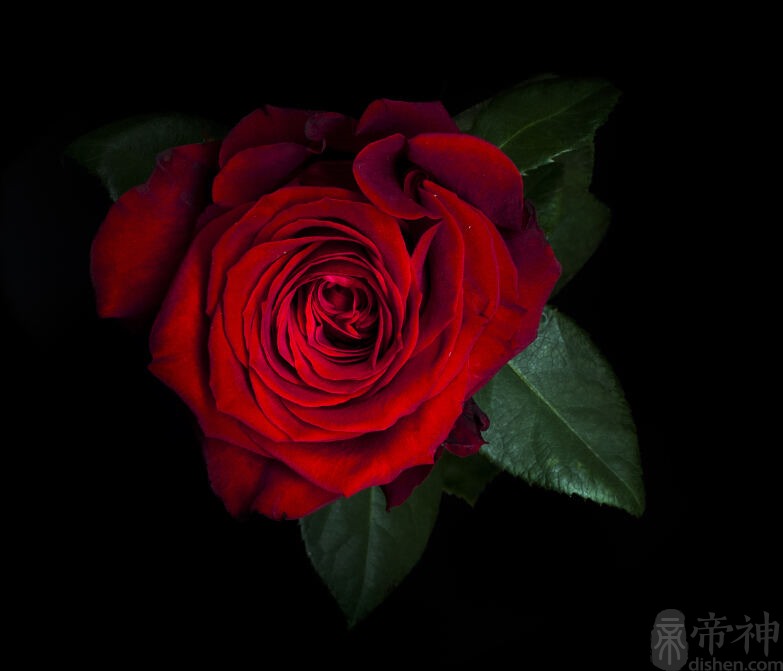血玫瑰花语图片
