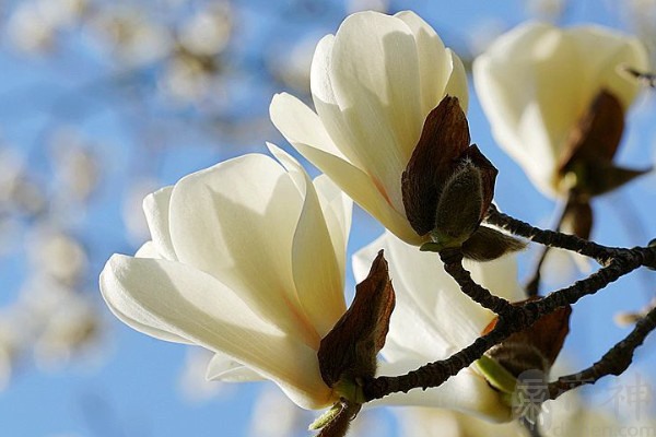 中国各城市的市花分别是什么(中国各城市的市花分别是什么名称)