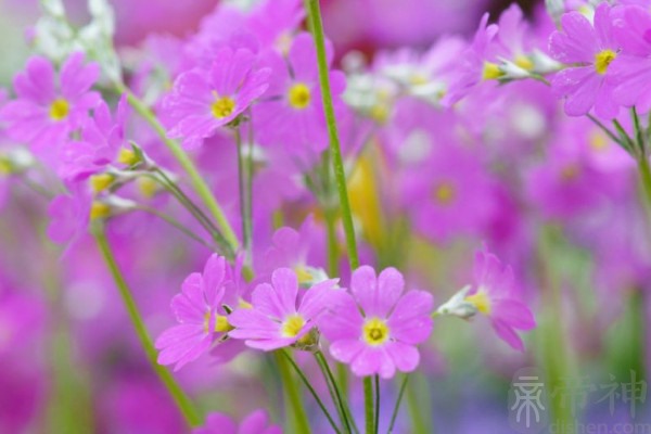 櫻花草的花語,除你之外別無他愛