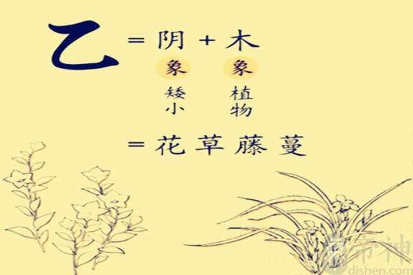 在八字命理中,甲为直,乙为曲,乙木为藤萝花草之木,甲木更坚实,乙木